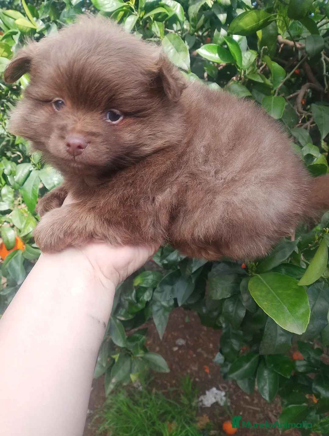 Pomchi perros en venta: Pomchi macho 450€ precio real  - Anuncio 1