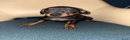 Pinscher Miniatura perros en venta: Pinscher miniatura  - Anuncio 10