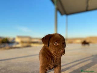 Labrador Retriever perros Cachorros de Labrador Retriever chocolates - Anuncio 5