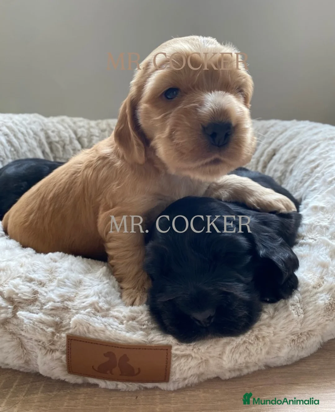 Cocker Spaniel Inglés perros en venta: CACHORRO COCKER SPANIEL INGLÉS  - Anuncio 5