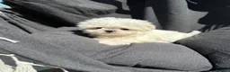 Bichón Maltés perros en venta: Bichon Maltés Mini disponible  - Anuncio 2