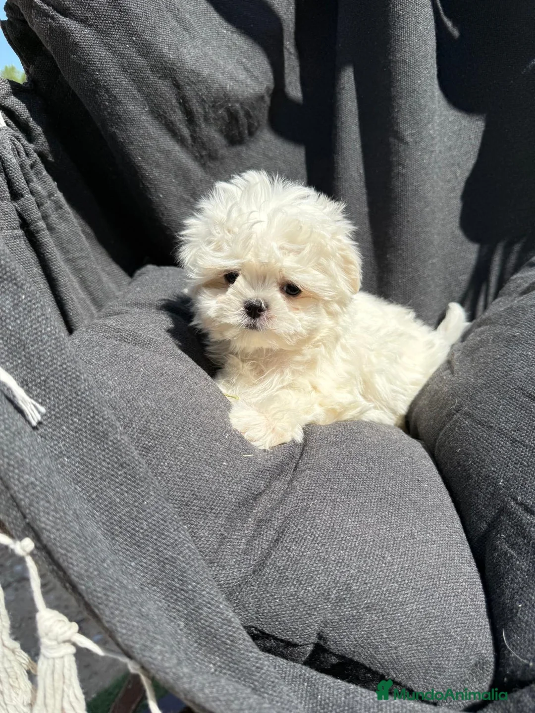Bichón Maltés perros en venta: Bichon Maltés Mini disponible  - Anuncio 2