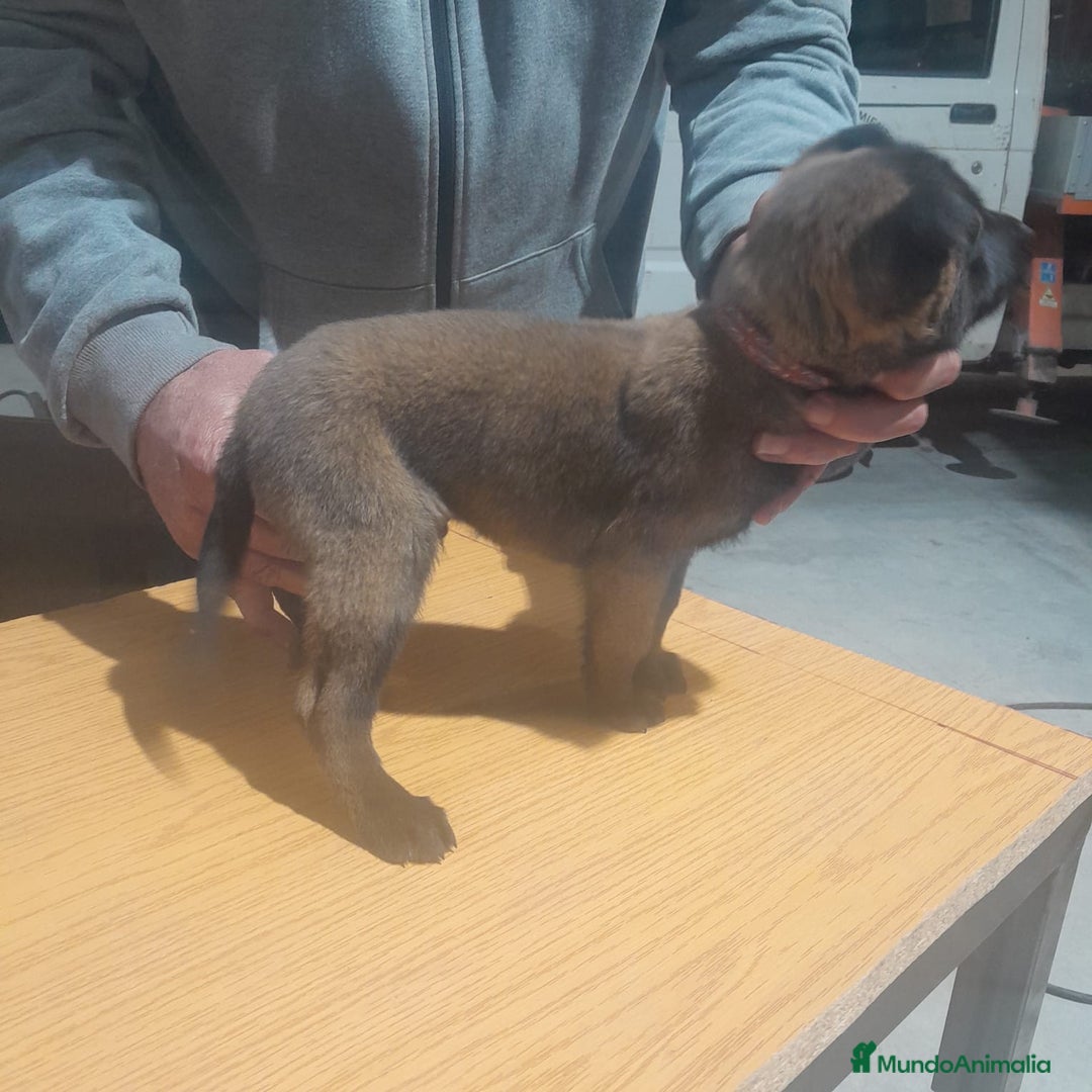 Pastor Belga Malinois perros en venta: PASTOR BELGA MALINOIS - Anuncio 9