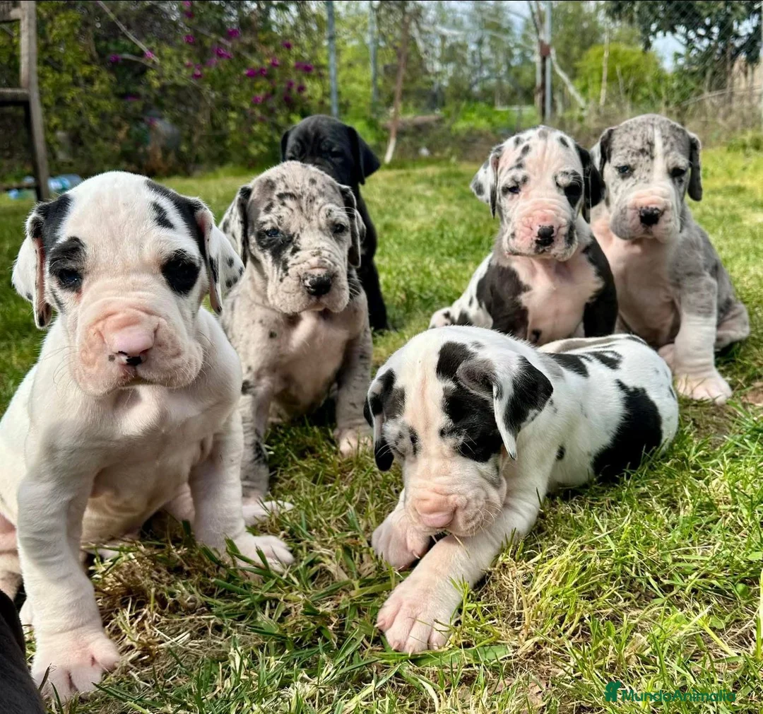 Dogo Alemán perros en venta: GRAN CAMADA DE DOGO ALEMÁN  - Anuncio 1
