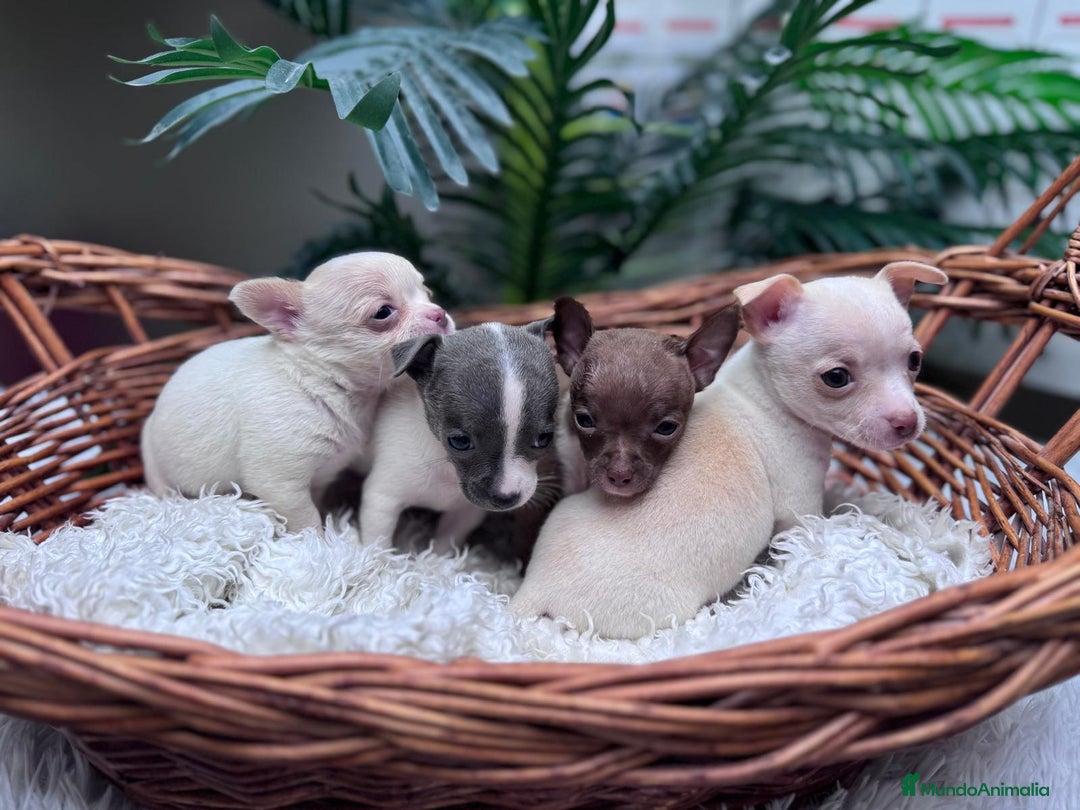 Chihuahua perros en venta: CHIHUAHUA - Anuncio 6