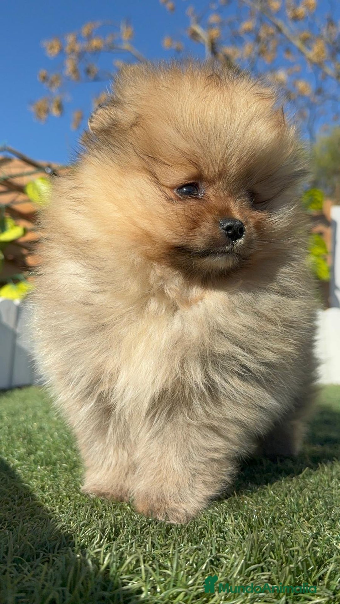 Pomerania perros en venta: POMERANIA CARA DE OSITO - Anuncio 2