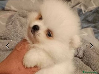 Pomerania perros en Madrid - Anuncio 11
