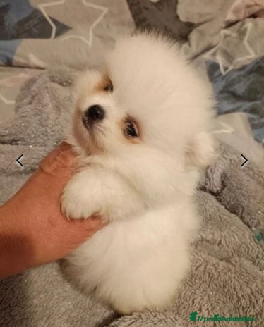 Pomerania perros en Madrid - Anuncio 8