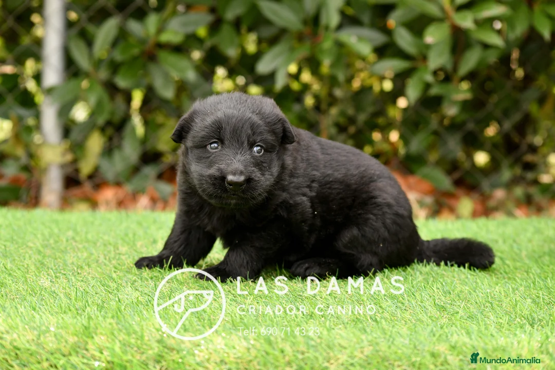 Pastor Alemán perros en venta: Pastor alemán próxima camada - Anuncio 8