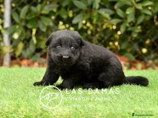 Pastor Alemán perros Pastor alemán pelo largo - Anuncio 7