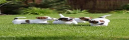 Jack Russell Terrier perros en venta: Camada de Jack Russell  - Anuncio 1