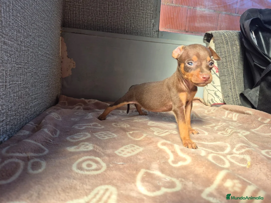 Pinscher Miniatura perros en venta: Cachorros Pinscher Miniatura  - Anuncio 6