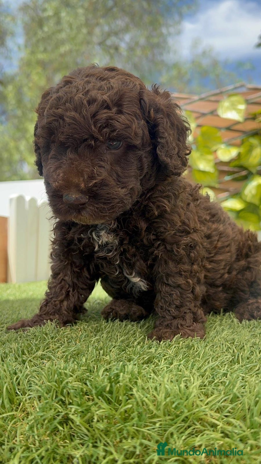 Perro de Agua Español perros en venta: PERRO DE AGUA ESPAÑOL - Imagen 8