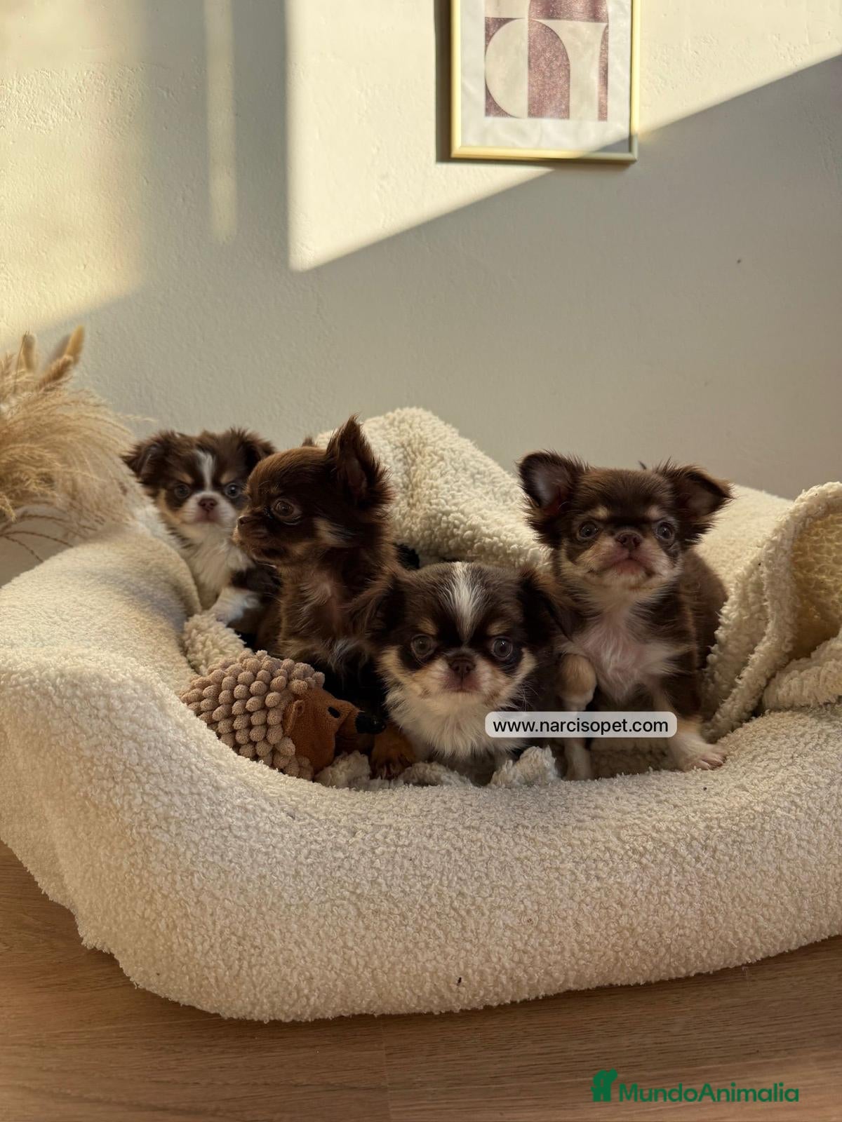 Chihuahua perros CHIHUAHUA PELO LARGO CACHORROS - Anuncio 9