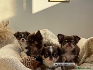 Chihuahua perros CHIHUAHUA PELO LARGO CACHORROS - Anuncio 9