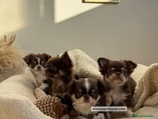 Chihuahua perros CHIHUAHUA PELO LARGO CACHORROS - Anuncio 17