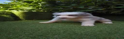 Border Collie perros en venta: border collie blue merle y blanco y negro - Anuncio 6