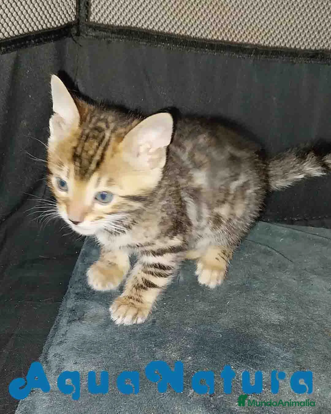 Bengalí gatos en venta: Camada gatitos Bengali - AQUANATURA en Barcelona - Anuncio 5