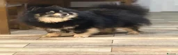 Pomsky perros en venta: Pomsky Toy F2a  - Anuncio 7
