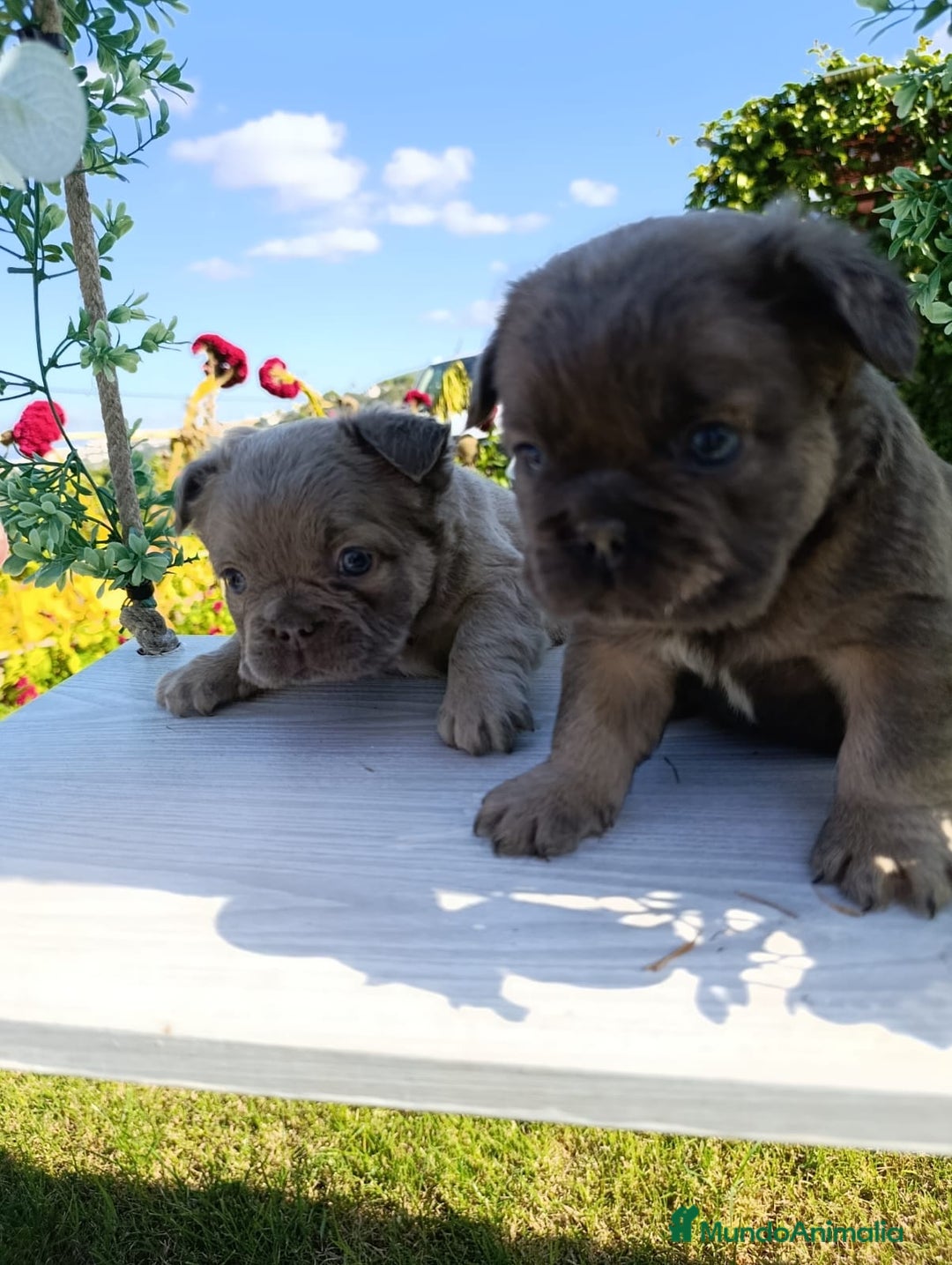 Bulldog Francés perros en venta: Bulldog Francés Fluffy - Anuncio 4