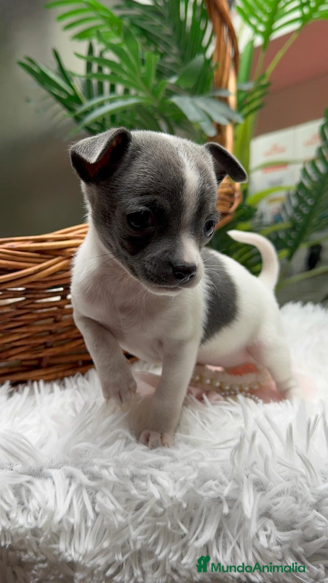 Chihuahua perros en venta: CHIHUAHUA HEMBRA - Anuncio 4