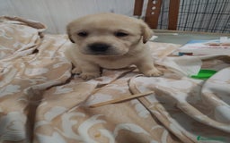 Labrador Retriever perros en venta: Labrador retriever dorado  - Anuncio 3