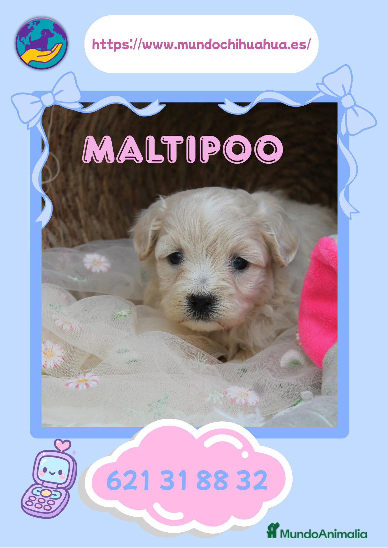 Maltipoo perros Camada de maltipoo disponible ✨ - Anuncio 2