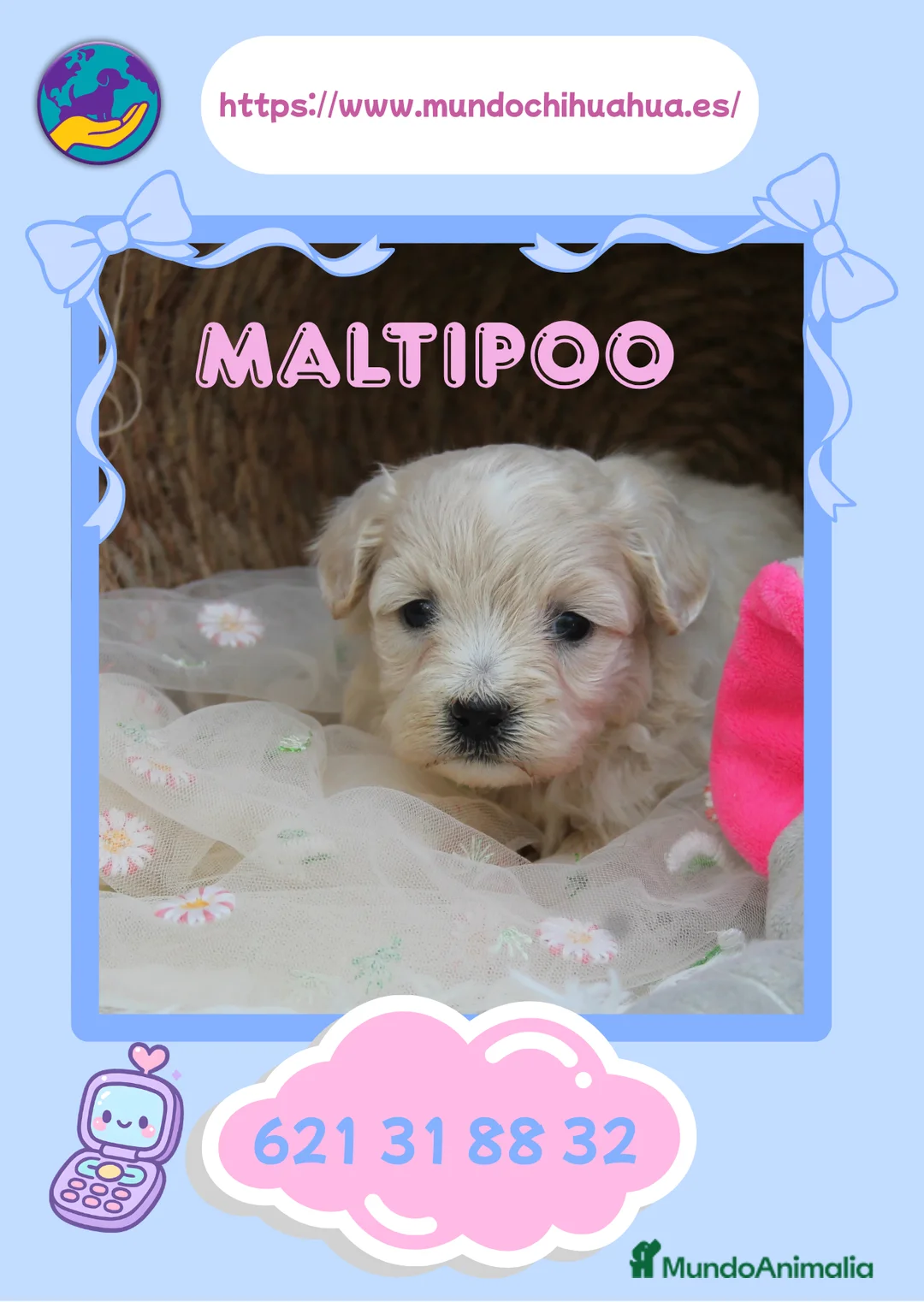 Maltipoo perros en venta: Camada de maltipoo disponible ✨ - Anuncio 1