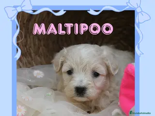 Maltipoo perros Camada de maltipoo disponible ✨ - Anuncio 1