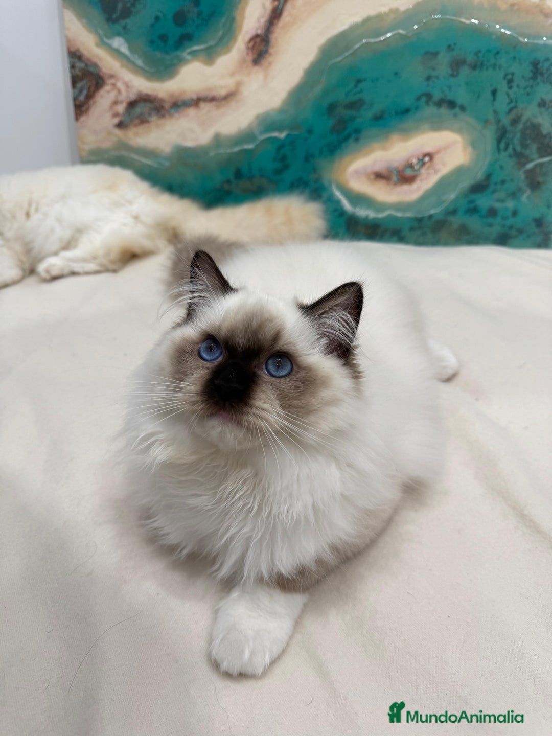 Ragdoll gatos en venta: Gatito Ragdoll Seal Mitted - Anuncio 4