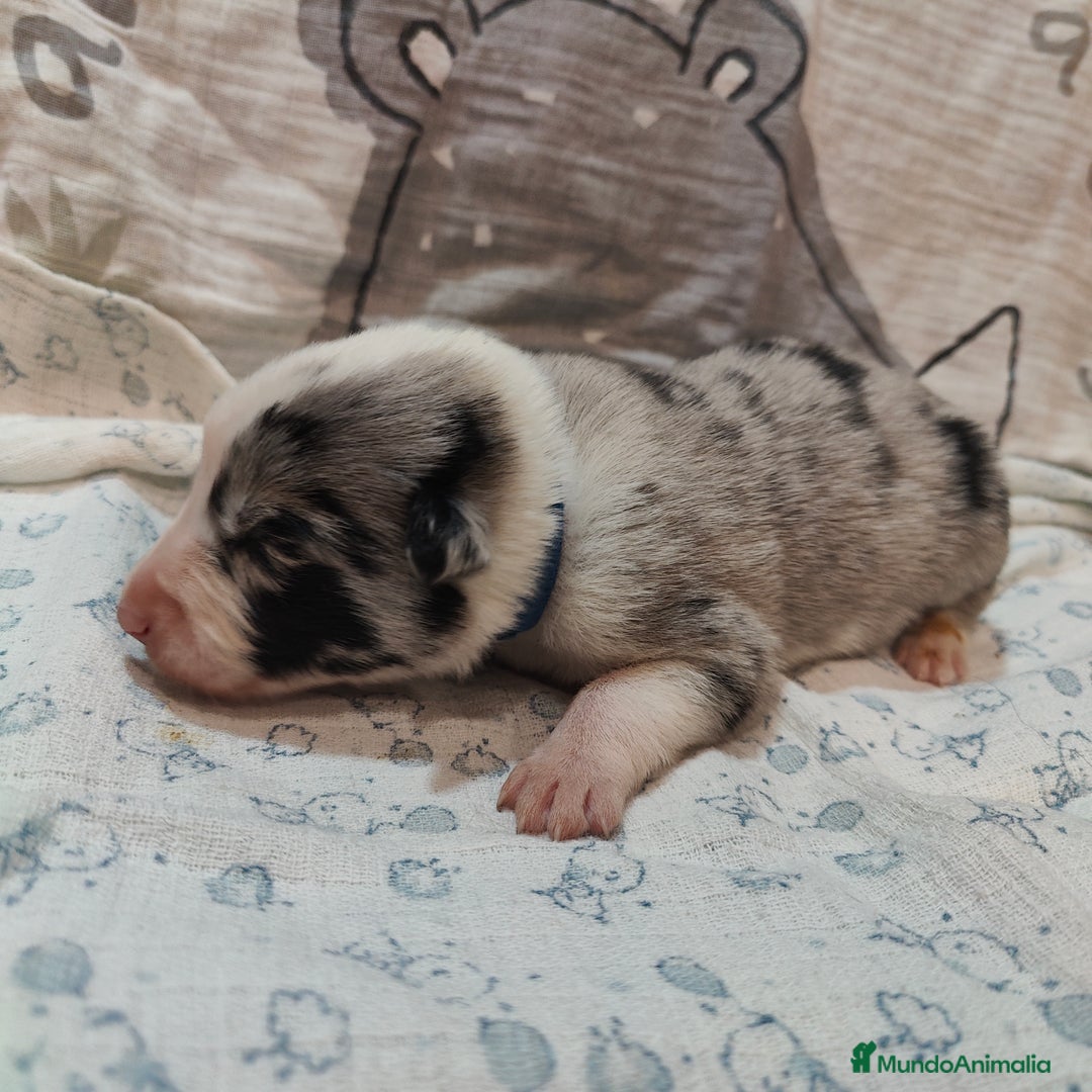 Border Collie perros en venta: Border Collie Blue Merle disponibles - Anuncio 7