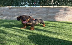 Teckel perros en venta: Teckel cachorro macho  - Imagen 1