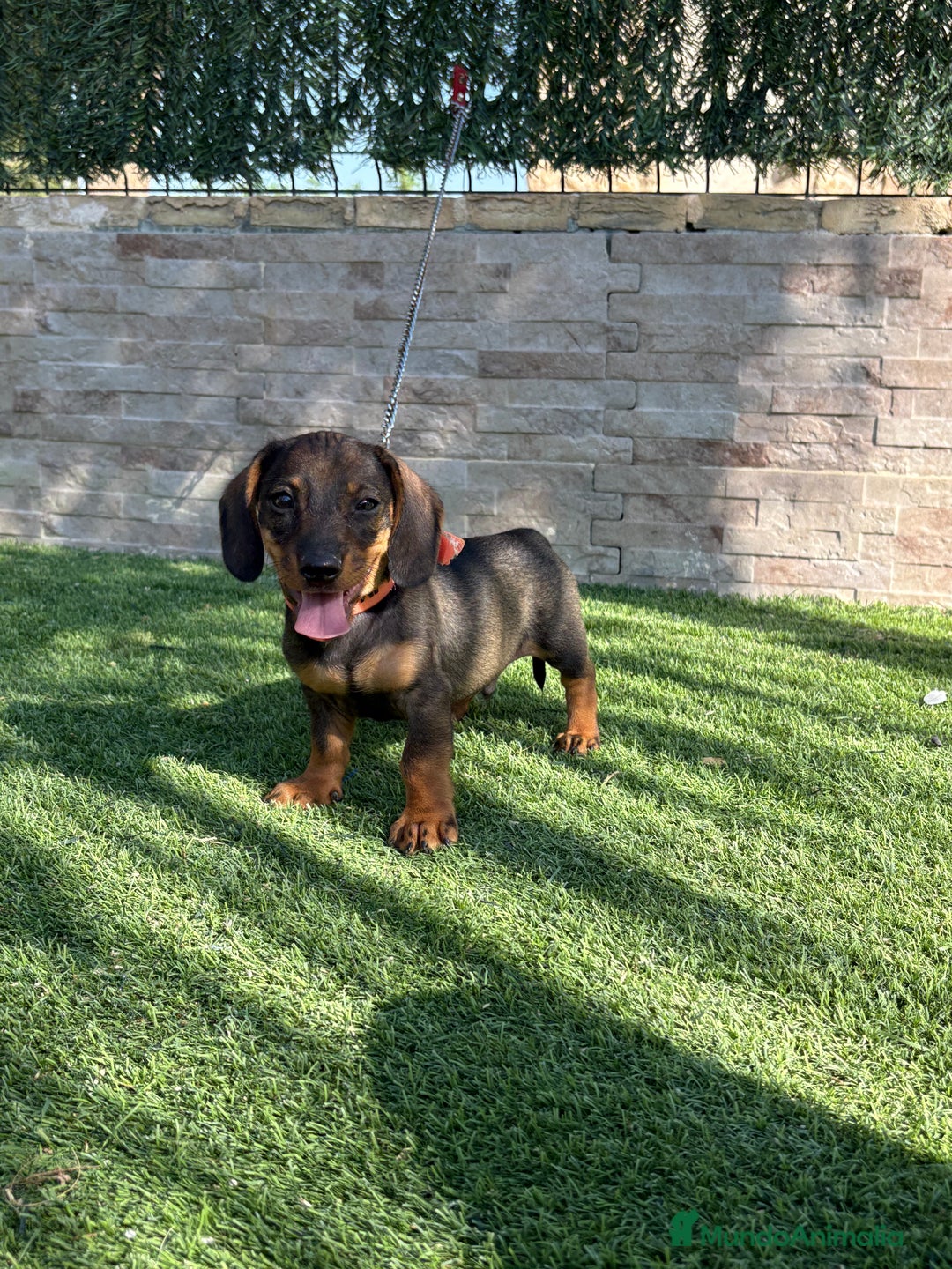 Teckel perros en venta: Teckel cachorro macho  - Imagen 1