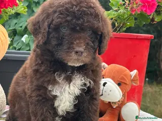 Perro de Agua Español perros Preciosos cachorros de perro de aguas - Anuncio 4