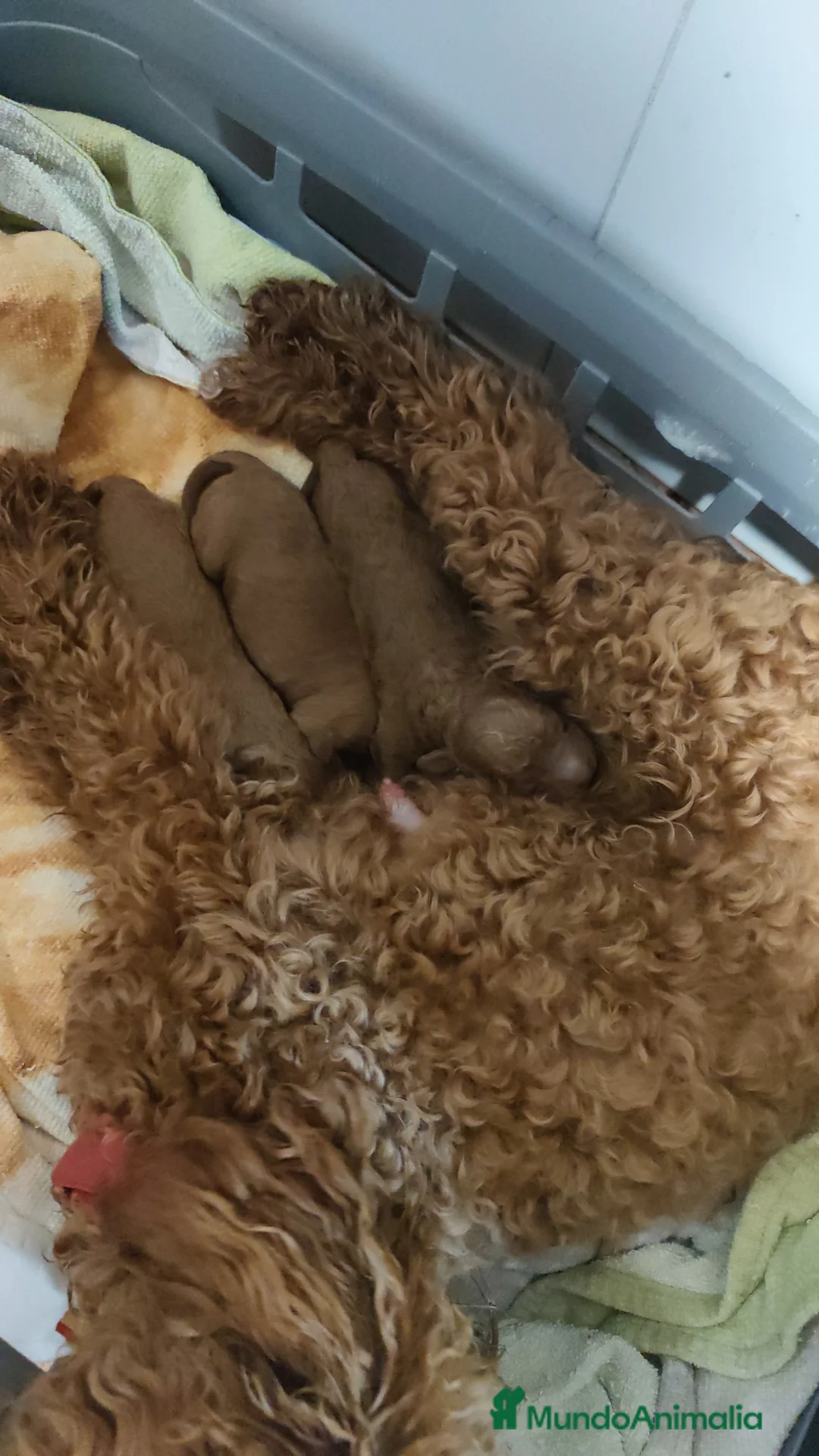 Caniche Toy perros en venta: Caniche toy Prao Toro  en Madrid - Anuncio 2