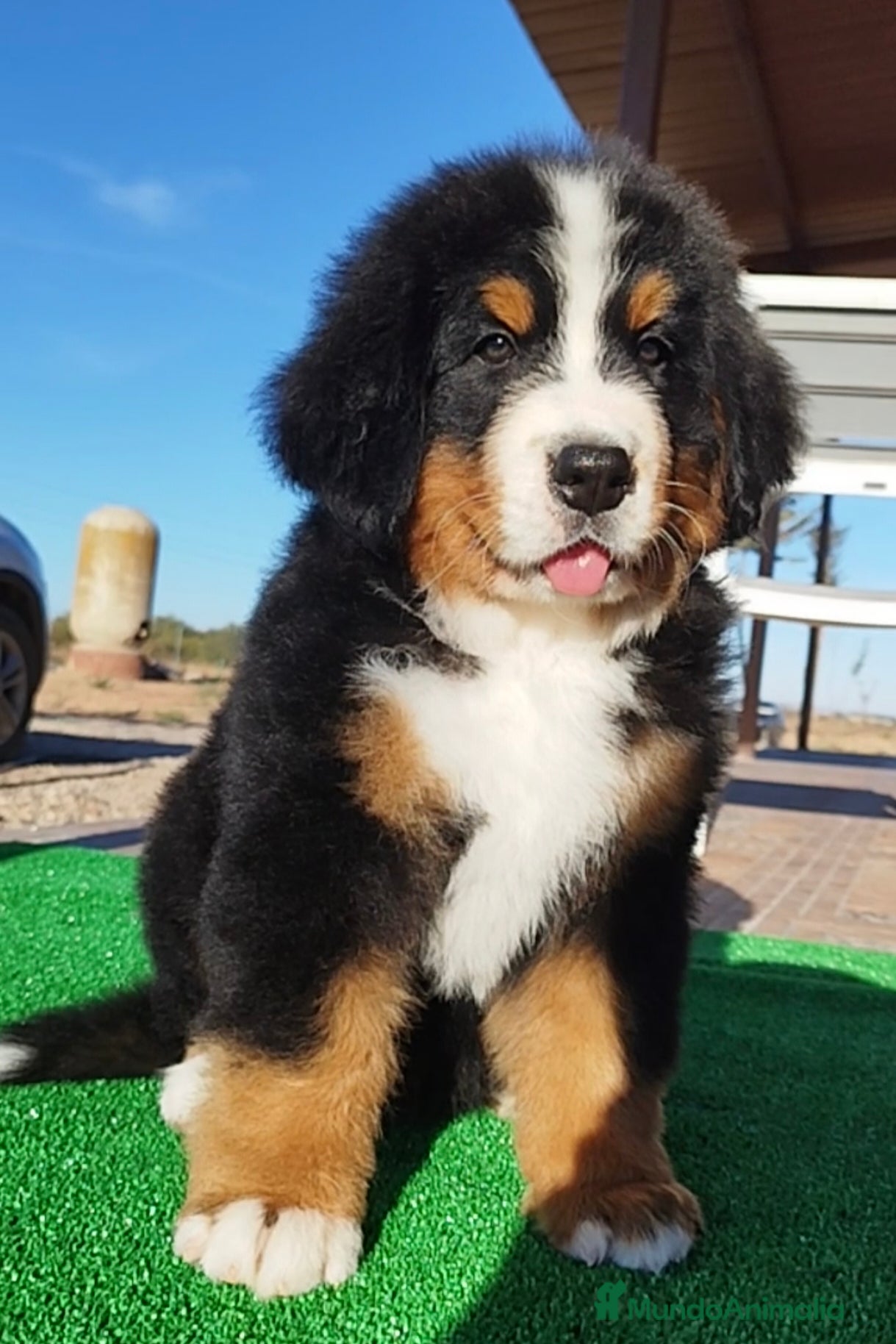 Boyero de Berna perros Boyeros de Berna impresionantes - Anuncio 2