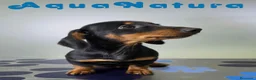 Teckel perros en venta: Teckel Hembra de Kily y Luisiño 8164 AQUANATURA - Anuncio 3
