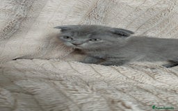 Scottish Fold gatos en venta: Scottish fold  - Imagen 2