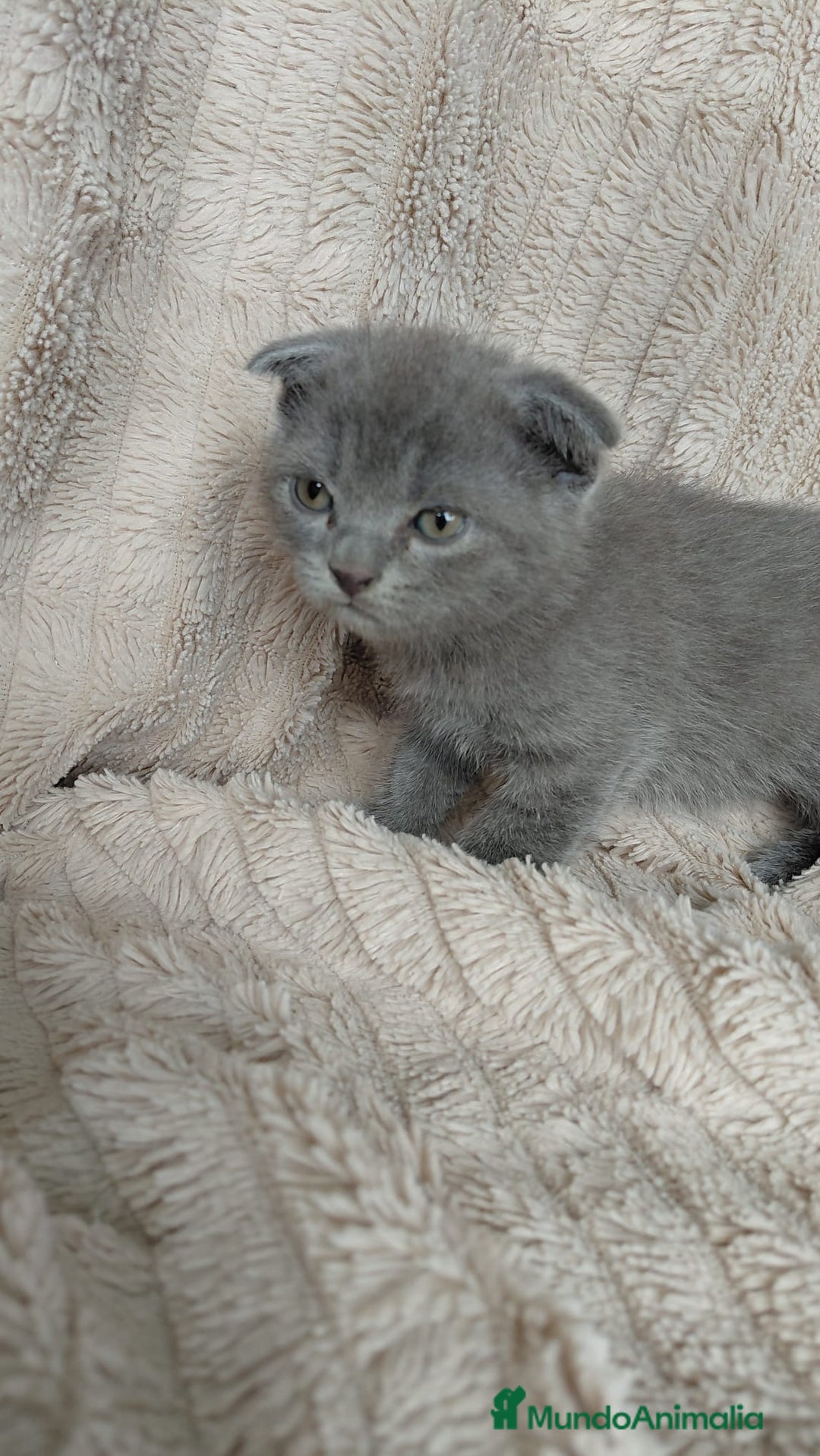 Scottish Fold gatos en venta: Scottish fold  - Imagen 2