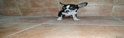 Chihuahua perros en venta: Chihuahua mini en Badajoz - Anuncio 3