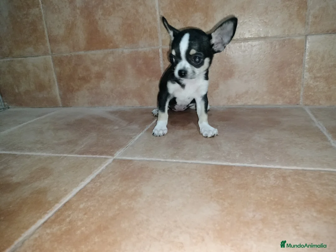 Chihuahua perros en venta: Chihuahua mini en Badajoz - Anuncio 3