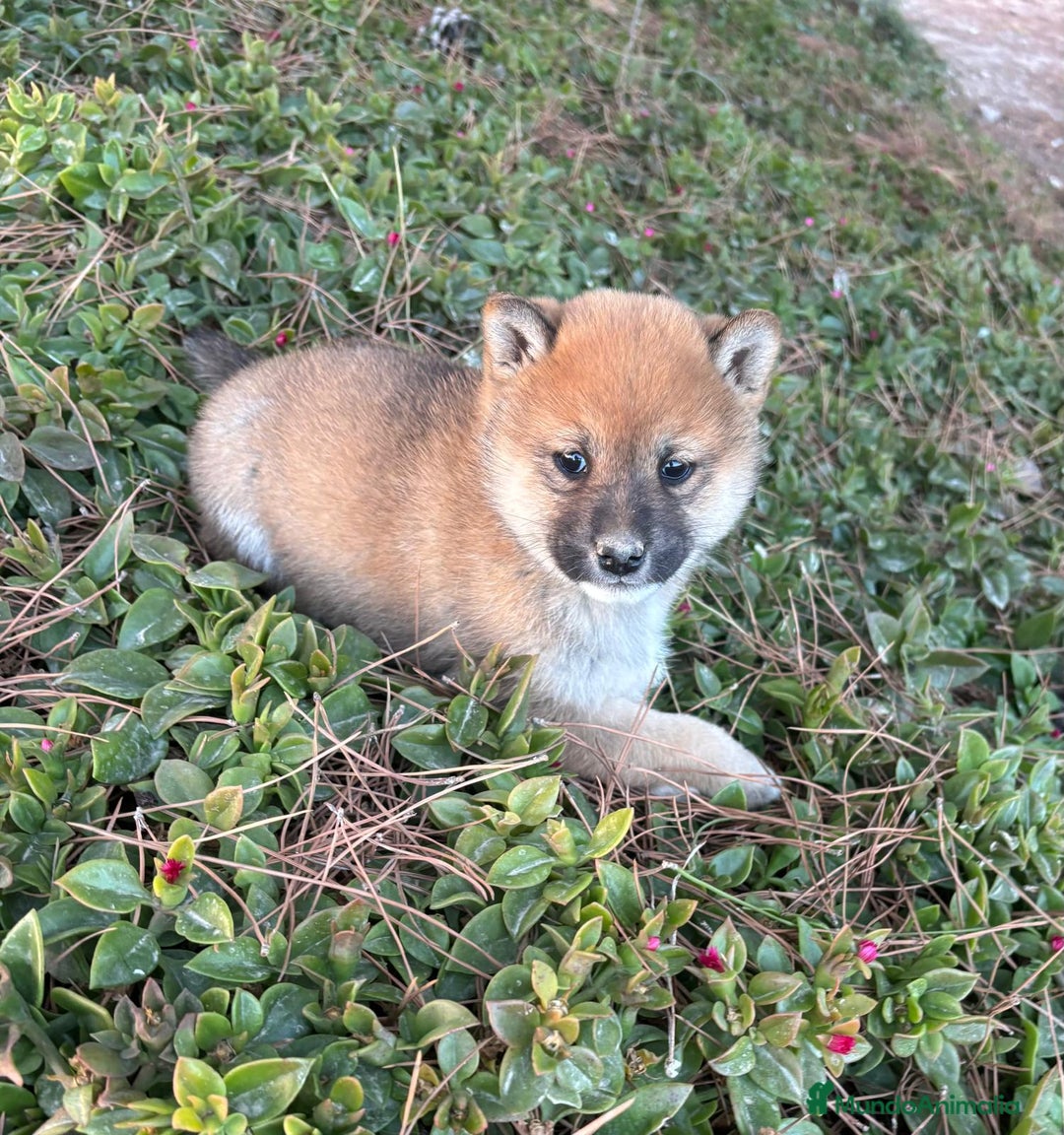 Shiba Inu perros en venta: SHIBA INU - Anuncio 1