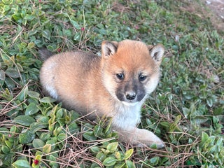 Shiba Inu perros SHIBA INU - Anuncio 1