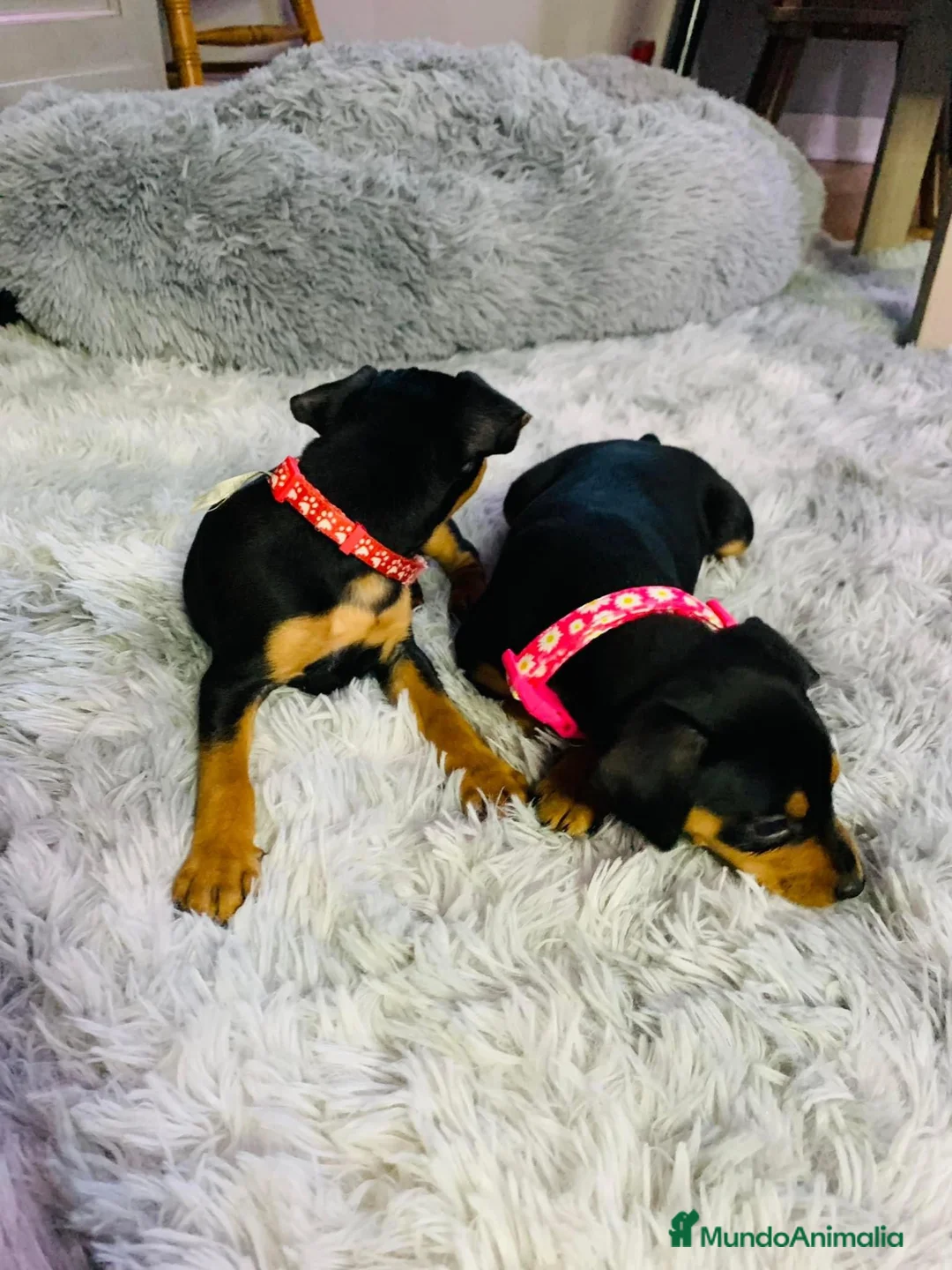 Pinscher Miniatura perros en venta: Pinscher mini socializados !!!  en Ciudad Real - Anuncio 7