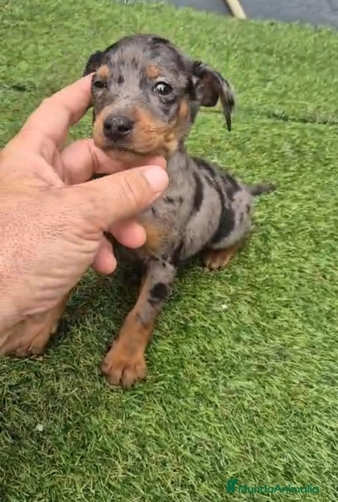 Pinscher Miniatura perros en venta: Pinscher miniatura merle - Anuncio 3