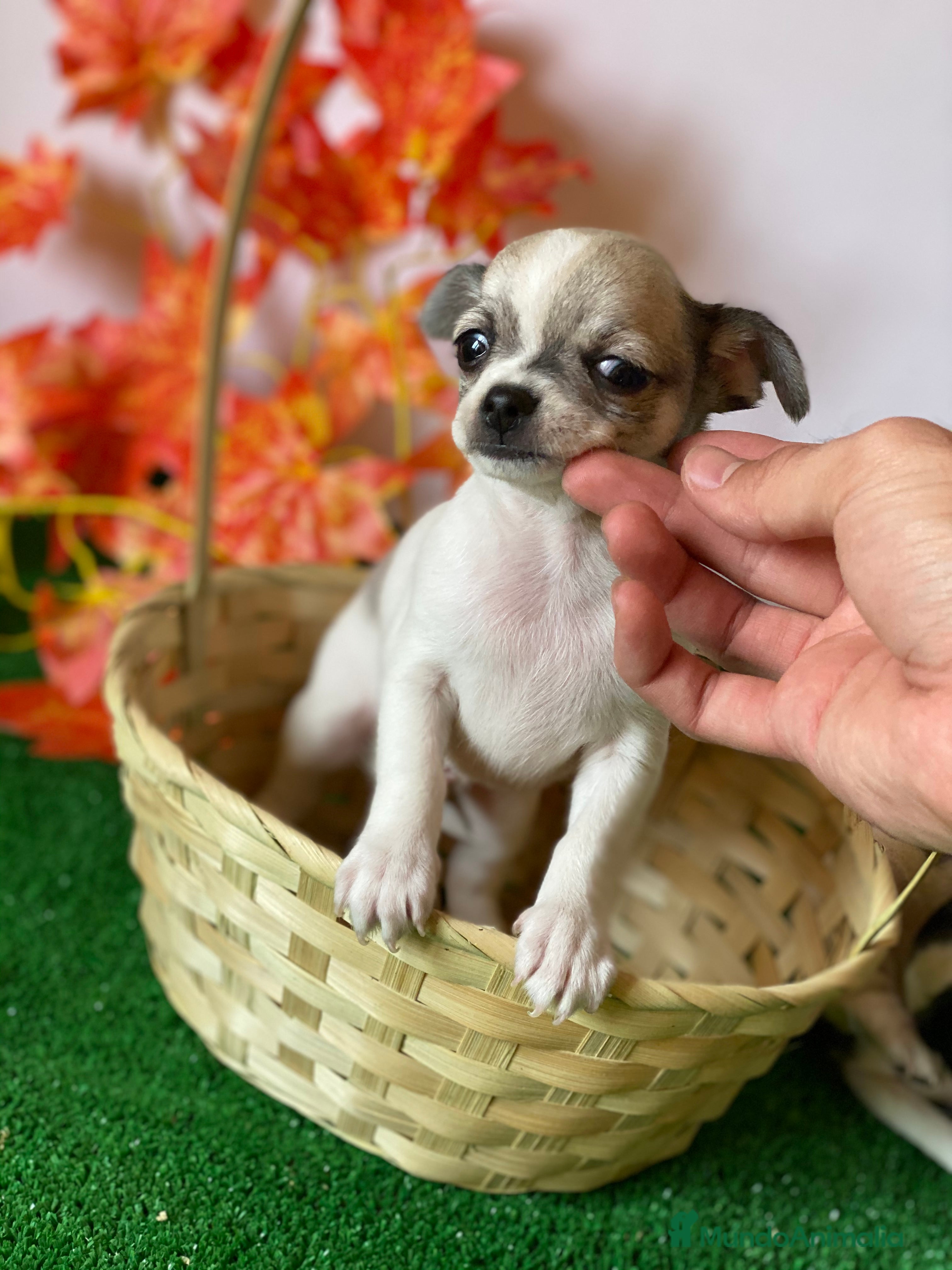 Chihuahua perros Chihuahuas socializados !! en Ciudad Real - Anuncio 2