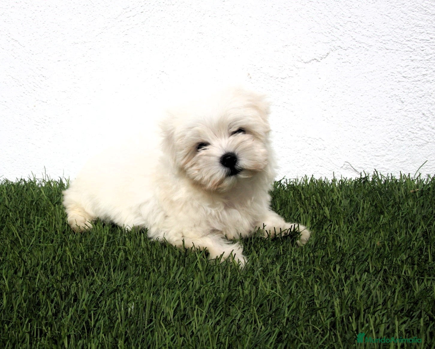 Bichón Maltés perros en venta: Bichon Maltes  - Anuncio 6