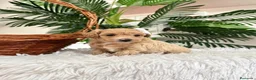Maltipoo perros en venta: MALTIPOO  - Anuncio 4