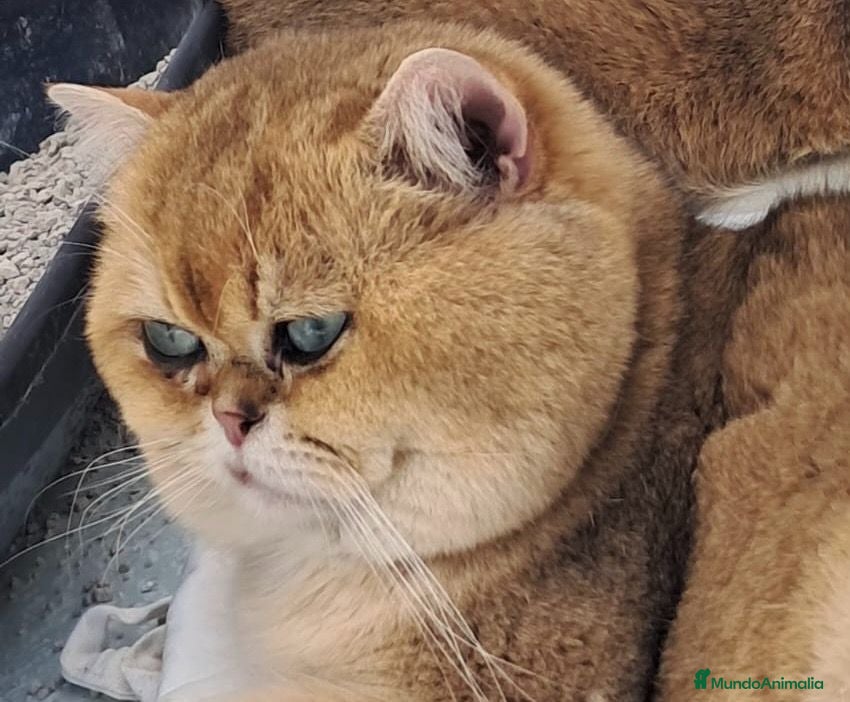 Británico de Pelo Corto gatos MONTA DE BRITISH SHORTAIR - Anuncio 2