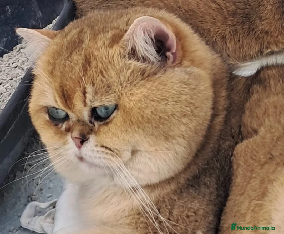Británico de Pelo Corto gatos para monta: MONTA DE BRITISH SHORTAIR en Madrid - Anuncio 2